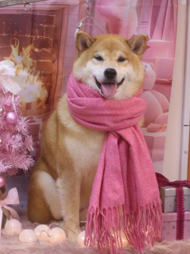 20241220こまくん